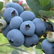 Саженец Голубика Шантиклер в контейнере